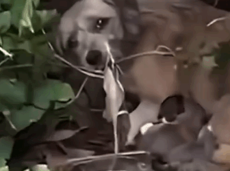 Part2 Animals Rescue #dogrescue #rescuedog #dogsofttiktok #foryoupage #foryou #dogs