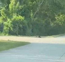 Part2 Animals Rescue #dogrescue #rescuedog #dogsofttiktok #foryoupage #foryou #dogs