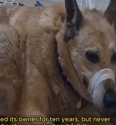 Part2 Animals Rescue #dogrescue #rescuedog #dogsofttiktok #foryoupage #foryou #dogs