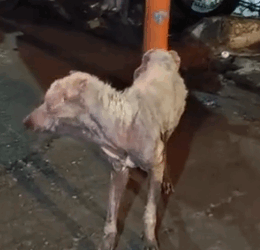 Part2 Animals Rescue #dogrescue #rescuedog #dogsofttiktok #foryoupage #foryou #dogs