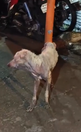 Part2 Animals Rescue #dogrescue #rescuedog #dogsofttiktok #foryoupage #foryou #dogs