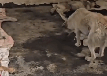 Part2 Animals Rescue #dogrescue #rescuedog #dogsofttiktok #foryoupage #foryou #dogs