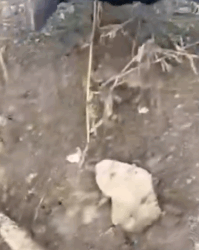 Part2 Animals Rescue #dogrescue #rescuedog #dogsofttiktok #foryoupage #foryou #dogs