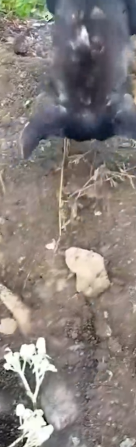 Part2 Animals Rescue #dogrescue #rescuedog #dogsofttiktok #foryoupage #foryou #dogs