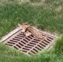 Part2 Animals Rescue #dogrescue #rescuedog #dogsofttiktok #foryoupage #foryou #dogs