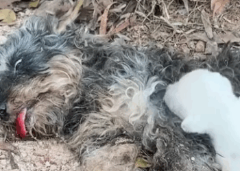 Part2 Animals Rescue #dogrescue #rescuedog #dogsofttiktok #foryoupage #foryou #dogs