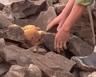 Part2 Animals Rescue #dogrescue #rescuedog #dogsofttiktok #foryoupage #foryou #dogs