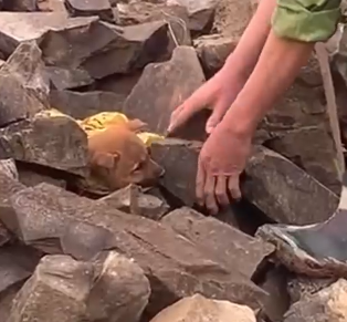 Part2 Animals Rescue #dogrescue #rescuedog #dogsofttiktok #foryoupage #foryou #dogs