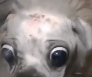 Part2 Animals Rescue #dogrescue #rescuedog #dogsofttiktok #foryoupage #foryou #dogs