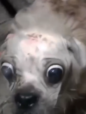 Part2 Animals Rescue #dogrescue #rescuedog #dogsofttiktok #foryoupage #foryou #dogs