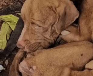 Part2 Animals Rescue #dogrescue #rescuedog #dogsofttiktok #foryoupage #foryou #dogs