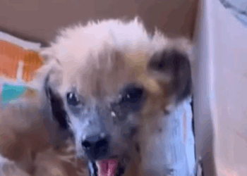 Part2 Animals Rescue #dogrescue #rescuedog #dogsofttiktok #foryoupage #foryou #dogs