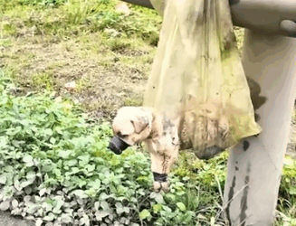 Part2 Animals Rescue #dogrescue #rescuedog #dogsofttiktok #foryoupage #foryou #dogs