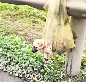 Part2 Animals Rescue #dogrescue #rescuedog #dogsofttiktok #foryoupage #foryou #dogs