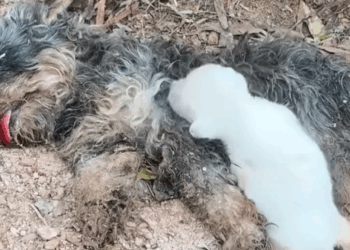 Part2 Animals Rescue #dogrescue #rescuedog #dogsofttiktok #foryoupage #foryou #dogs