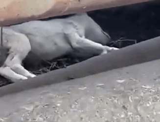 Part2 Animals Rescue #dogrescue #rescuedog #dogsofttiktok #foryoupage #foryou #dogs