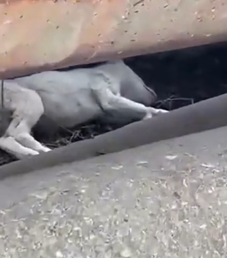 Part2 Animals Rescue #dogrescue #rescuedog #dogsofttiktok #foryoupage #foryou #dogs