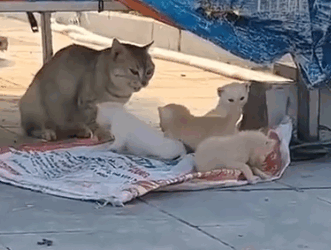 Part2 Animals Rescue #dogrescue #rescuedog #dogsofttiktok #foryoupage #foryou #dogs