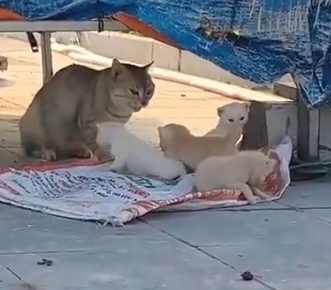 Part2 Animals Rescue #dogrescue #rescuedog #dogsofttiktok #foryoupage #foryou #dogs