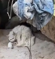 Part2 Animals Rescue #dogrescue #rescuedog #dogsofttiktok #foryoupage #foryou #dogs