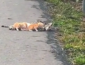 Part2 Animals Rescue #dogrescue #rescuedog #dogsofttiktok #foryoupage #foryou #dogs