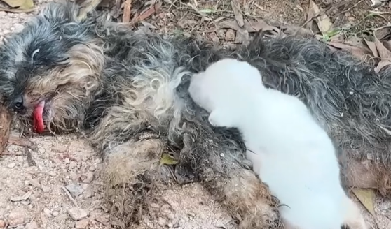 Part2 Animals Rescue #dogrescue #rescuedog #dogsofttiktok #foryoupage #foryou #dogs