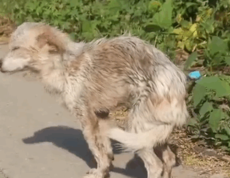 The stray dog was skinny showing its belly to please me and its eye_part2