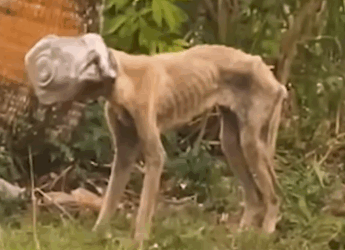Stray Dog With Jar Stuck On Head For Weeks Comes Out Of Her Shell_part2