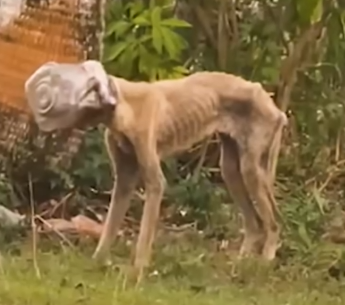 Stray Dog With Jar Stuck On Head For Weeks Comes Out Of Her Shell_part2
