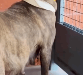 Part2 Animals Rescue #dogrescue #rescuedog #dogsofttiktok #foryoupage #foryou #dogs