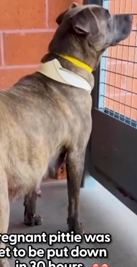 Part2 Animals Rescue #dogrescue #rescuedog #dogsofttiktok #foryoupage #foryou #dogs