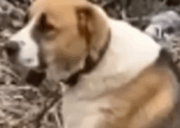 Part2 Animals Rescue #dogrescue #rescuedog #dogsofttiktok #foryoupage #foryou #dogs