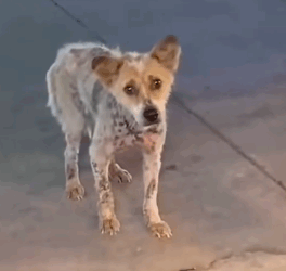 Part2 Animals Rescue #dogrescue #rescuedog #dogsofttiktok #foryoupage #foryou #dogs