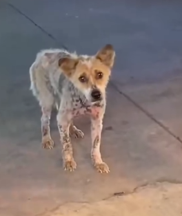 Part2 Animals Rescue #dogrescue #rescuedog #dogsofttiktok #foryoupage #foryou #dogs
