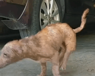 Part2 Animals Rescue #dogrescue #rescuedog #dogsofttiktok #foryoupage #foryou #dogs