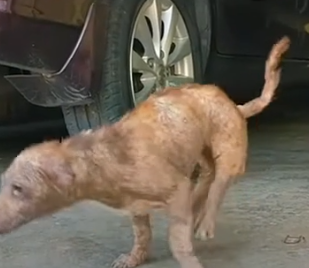 Part2 Animals Rescue #dogrescue #rescuedog #dogsofttiktok #foryoupage #foryou #dogs