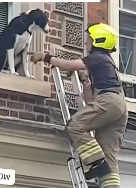 Part2 Animals Rescue #dogrescue #rescuedog #dogsofttiktok #foryoupage #foryou #dogs