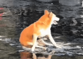 Part2 Animals Rescue #dogrescue #rescuedog #dogsofttiktok #foryoupage #foryou #dogs