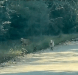 Part2 Animals Rescue #dogrescue #rescuedog #dogsofttiktok #foryoupage #foryou #dogs