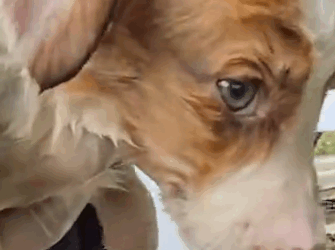 Part2 Animals Rescue #dogrescue #rescuedog #dogsofttiktok #foryoupage #foryou #dogs