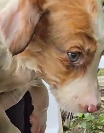 Part2 Animals Rescue #dogrescue #rescuedog #dogsofttiktok #foryoupage #foryou #dogs