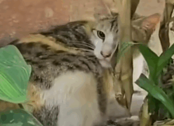 Part2 Animals Rescue #dogrescue #rescuedog #dogsofttiktok #foryoupage #foryou #dogs