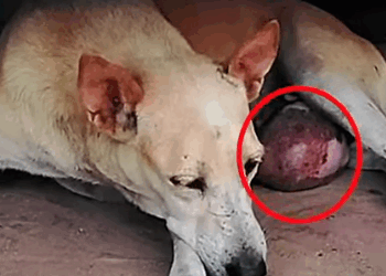 Part2 Animals Rescue #dogrescue #rescuedog #dogsofttiktok #foryoupage #foryou #dogs