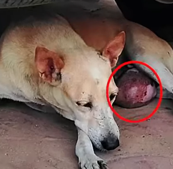 Part2 Animals Rescue #dogrescue #rescuedog #dogsofttiktok #foryoupage #foryou #dogs