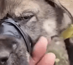 Part2 Animals Rescue #dogrescue #rescuedog #dogsofttiktok #foryoupage #foryou #dogs