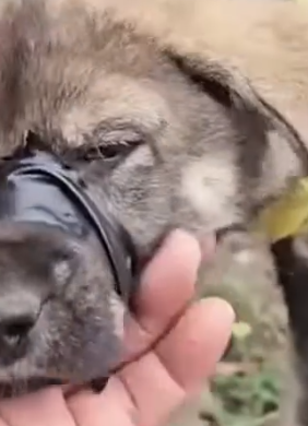 Part2 Animals Rescue #dogrescue #rescuedog #dogsofttiktok #foryoupage #foryou #dogs