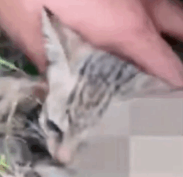 Part2 Animals Rescue #dogrescue #rescuedog #dogsofttiktok #foryoupage #foryou #dogs