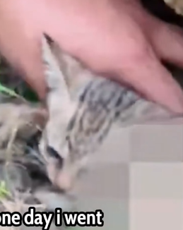 Part2 Animals Rescue #dogrescue #rescuedog #dogsofttiktok #foryoupage #foryou #dogs