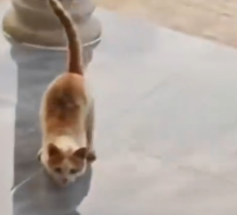 Part2 Animals Rescue #dogrescue #rescuedog #dogsofttiktok #foryoupage #foryou #dogs