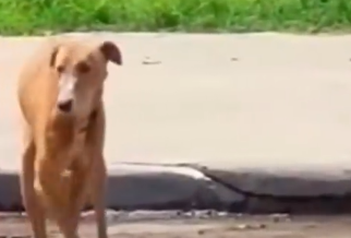 Part2 Animals Rescue #dogrescue #rescuedog #dogsofttiktok #foryoupage #foryou #dogs